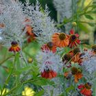 Sommer/Herbst Crossover in Hohenheim