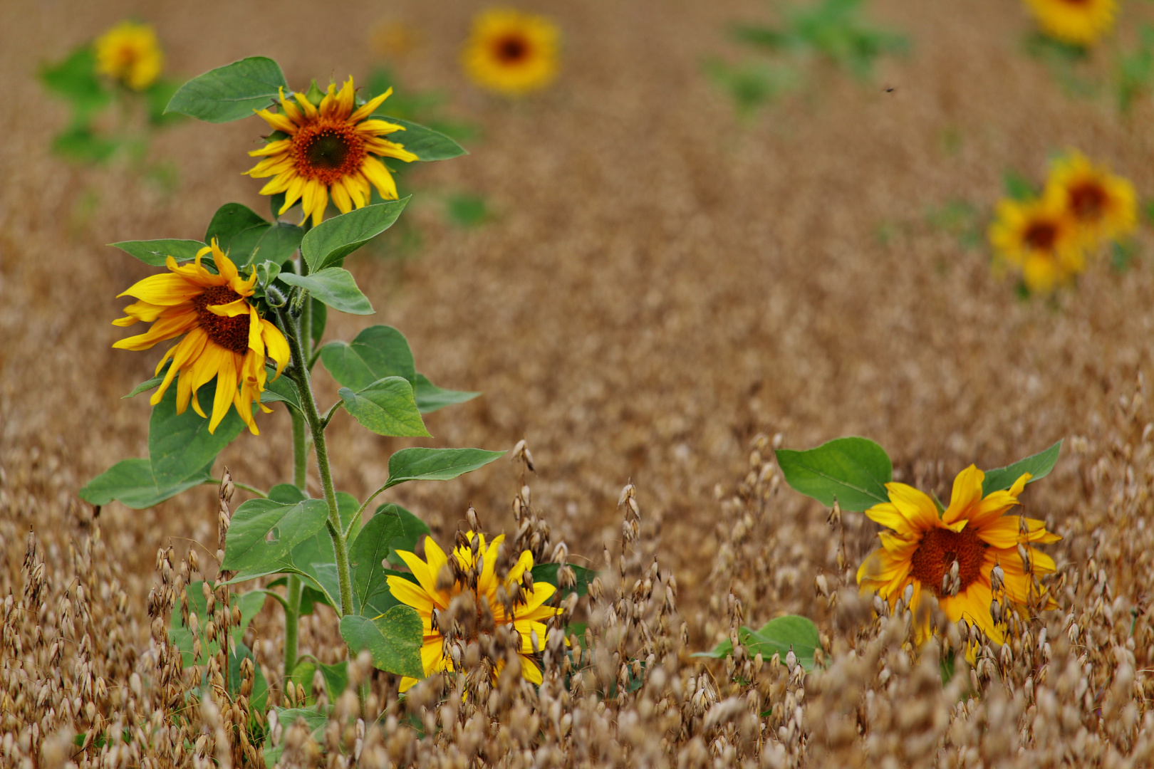 Sommerherbst- Herbstsommer