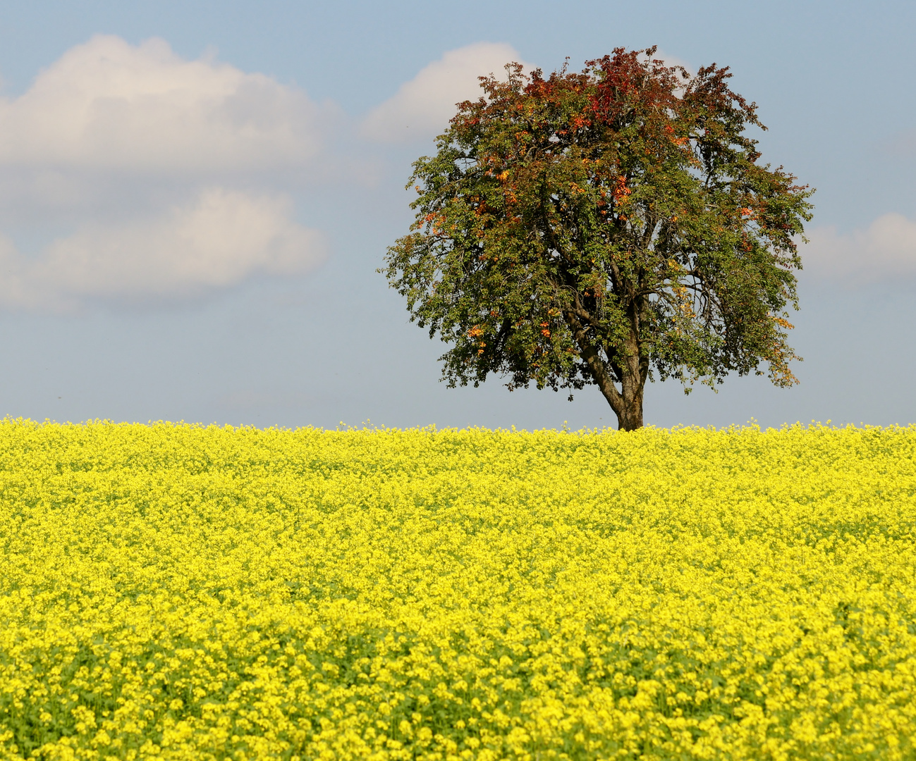 Sommerherbst- Herbstsommer