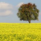 Sommerherbst- Herbstsommer