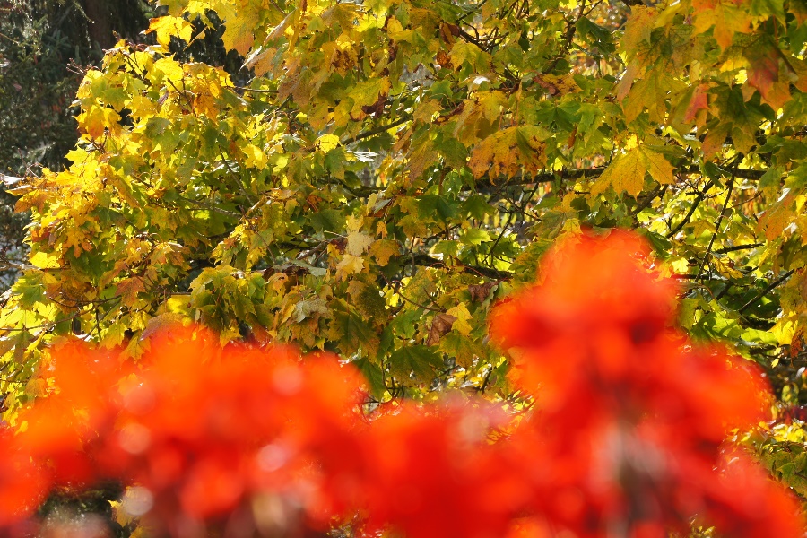 sommerherbstfarbig