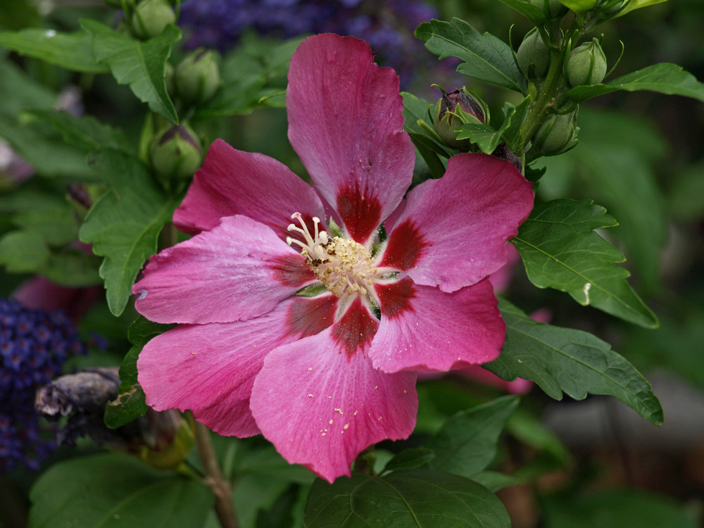 Sommerhibiskus