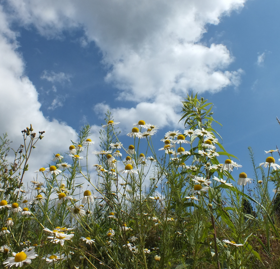 Sommerhimmel