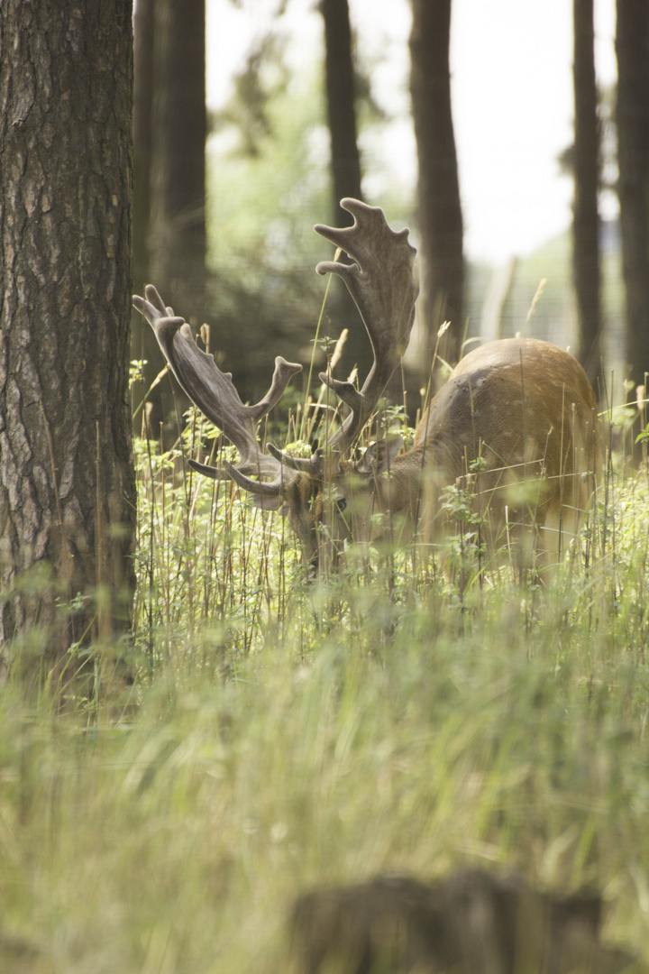 Sommerhirsch