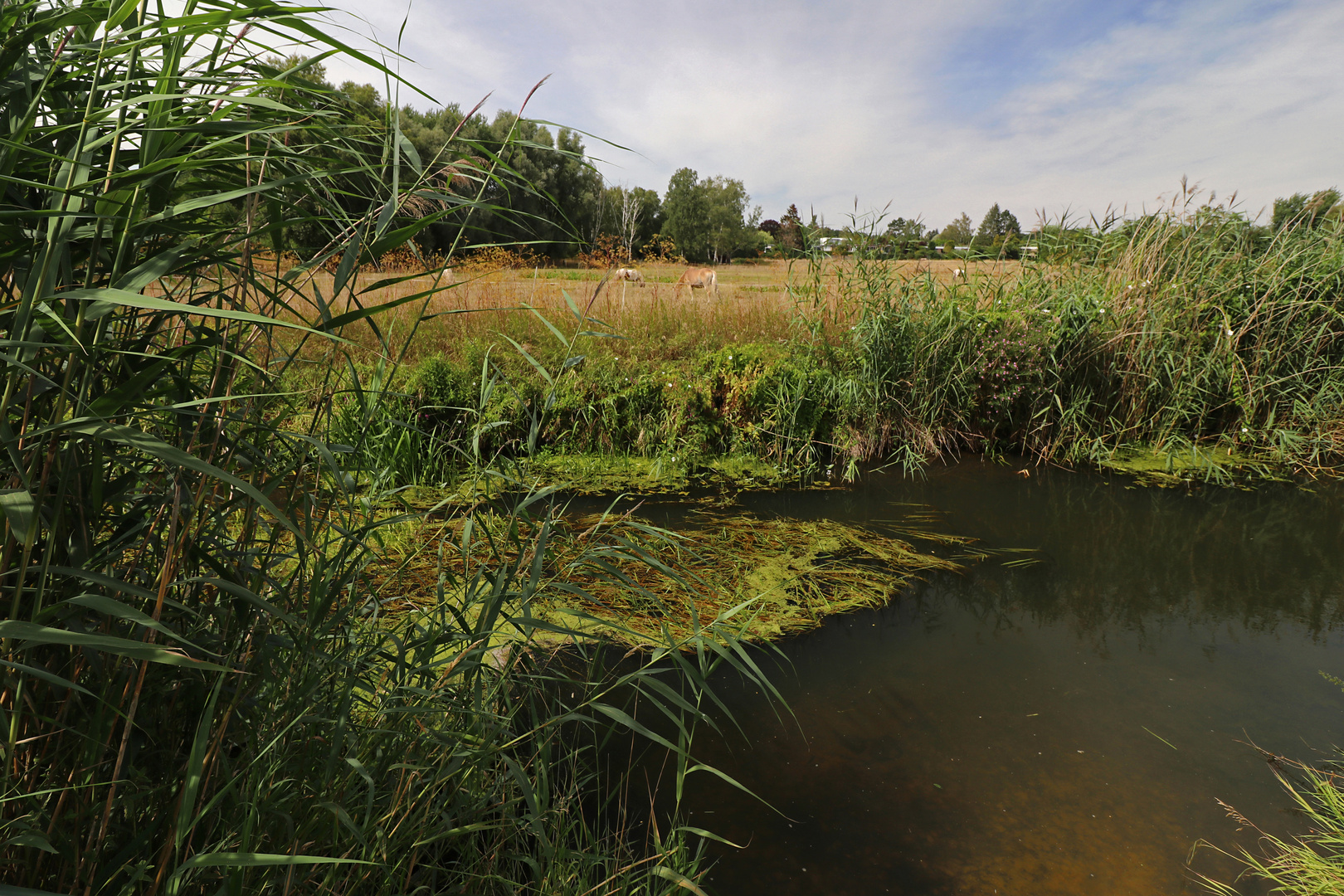 Sommerhitze am Fluss