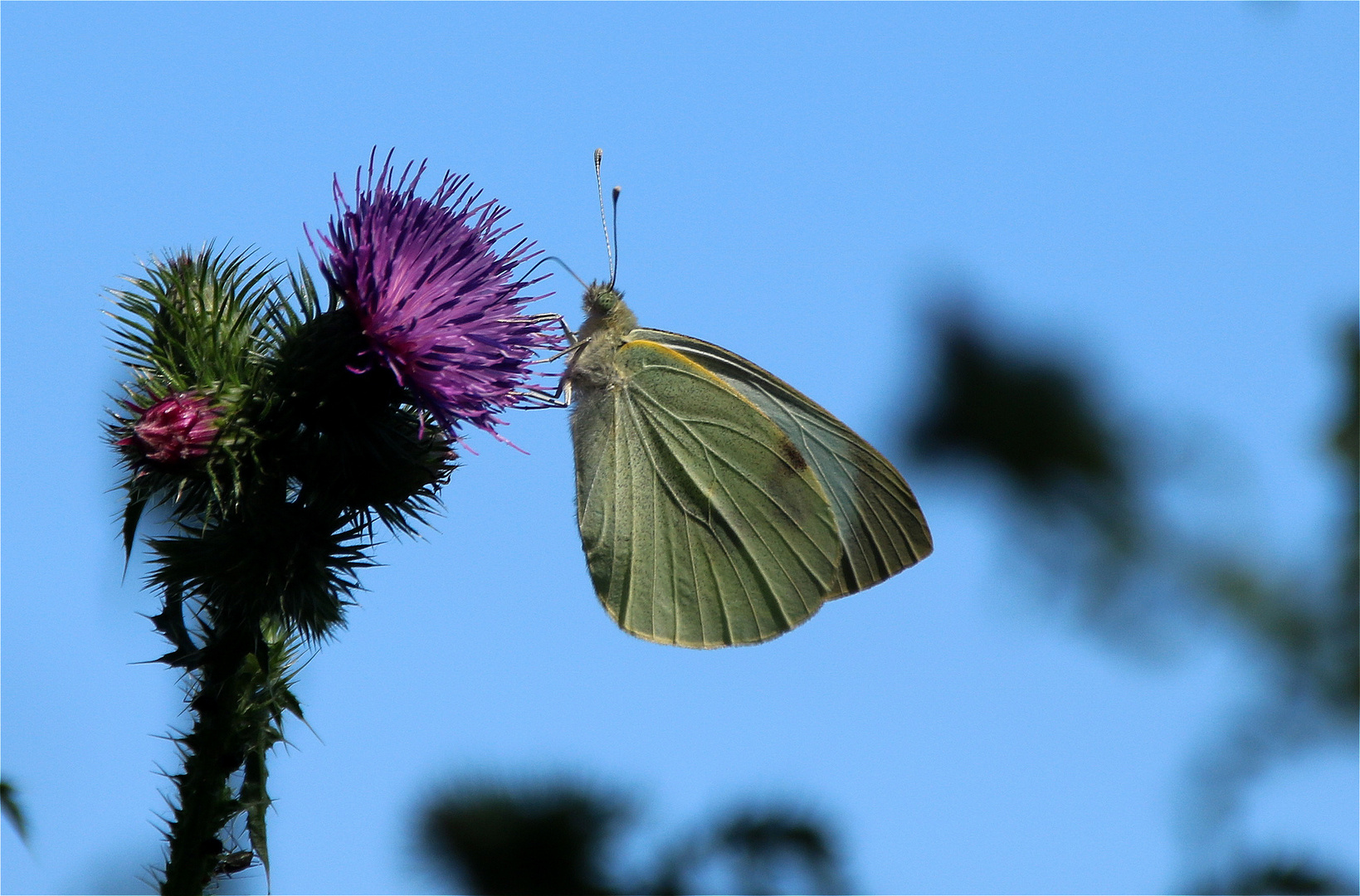 Sommerhitze