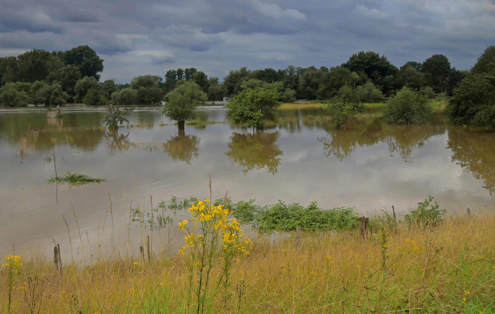 Sommerhochwasser an der Sieg (3)