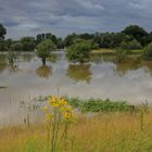 Sommerhochwasser an der Sieg (3)