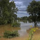 Sommerhochwasser an der Sieg (4)