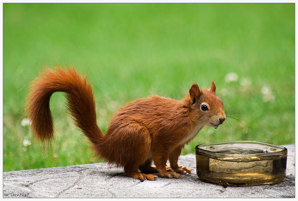 Sommerhörnchen