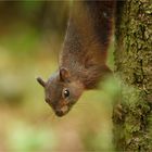 Sommerhörnchen