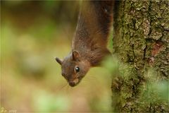 Sommerhörnchen