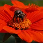 Sommerhummel