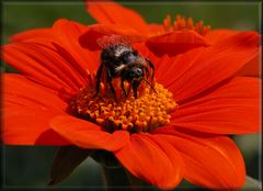 Sommerhummel