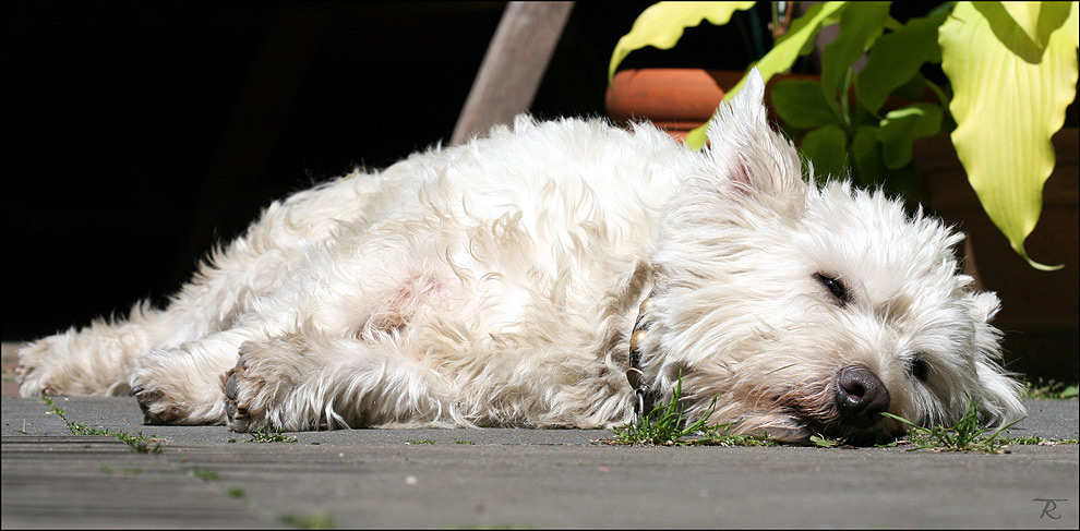 Sommerhund