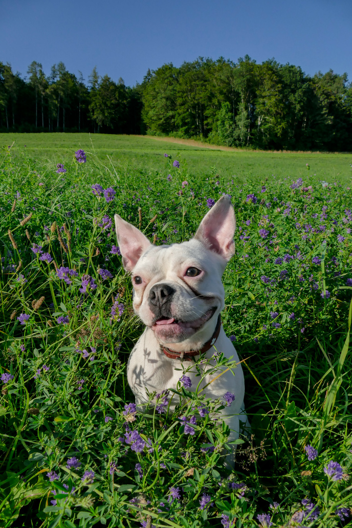 Sommerhund