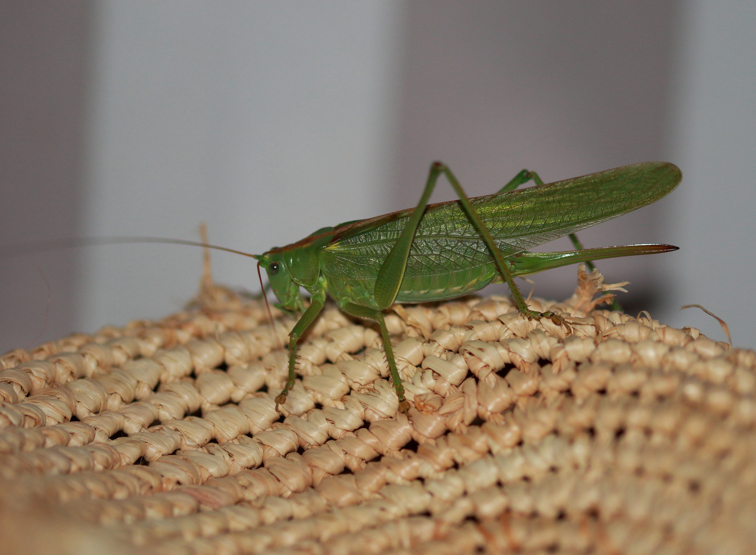 Sommerhut mit Heupferdchen 