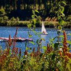 Sommeridylle am Schluchsee