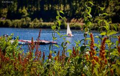 Sommeridylle am Schluchsee