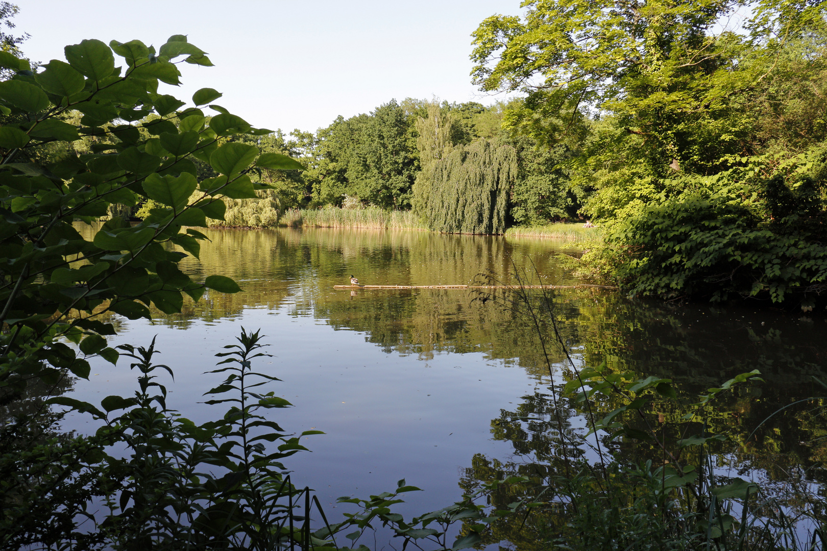 Sommeridylle im Großen Garten inmitten von Dresden