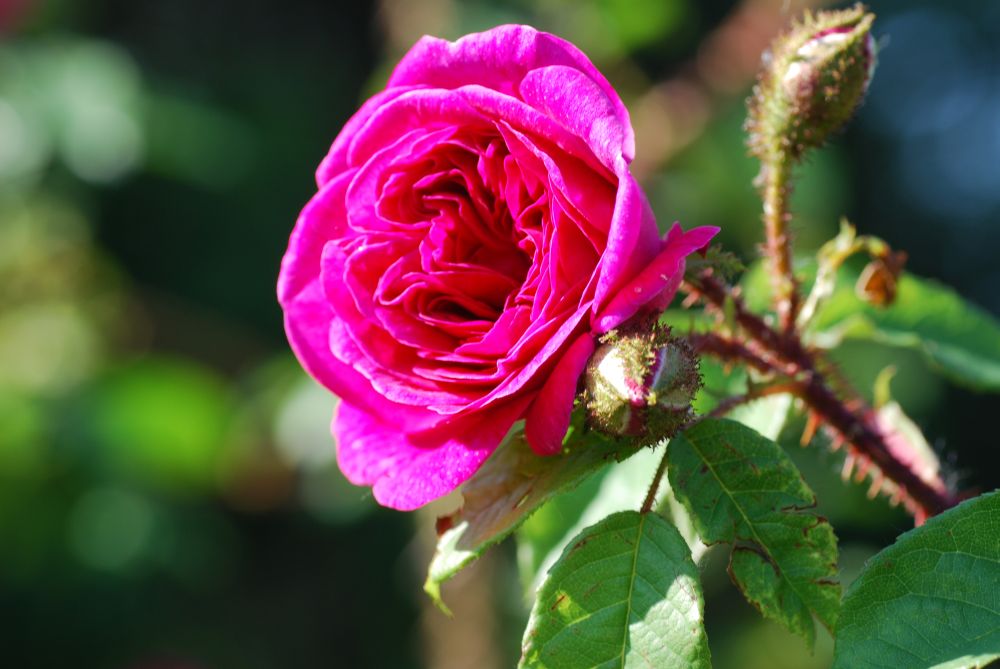 Sommerimpression aus dem Münchener Rosengarten