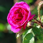 Sommerimpression aus dem Münchener Rosengarten