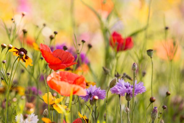 Bilder Bunte Blumenwiese