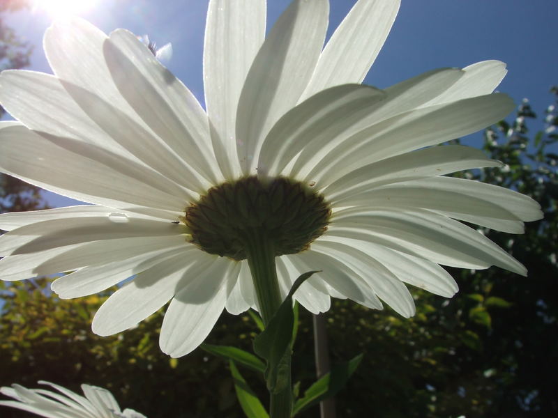 Sommerimpression II