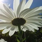 Sommerimpression II