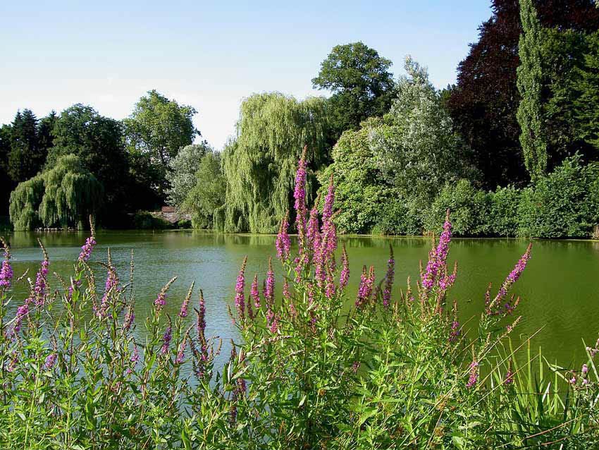 Sommerimpression - im Bad Homburger Schlosspark