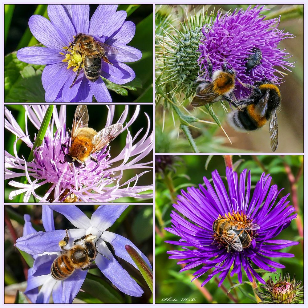 Sommerimpression in Blau