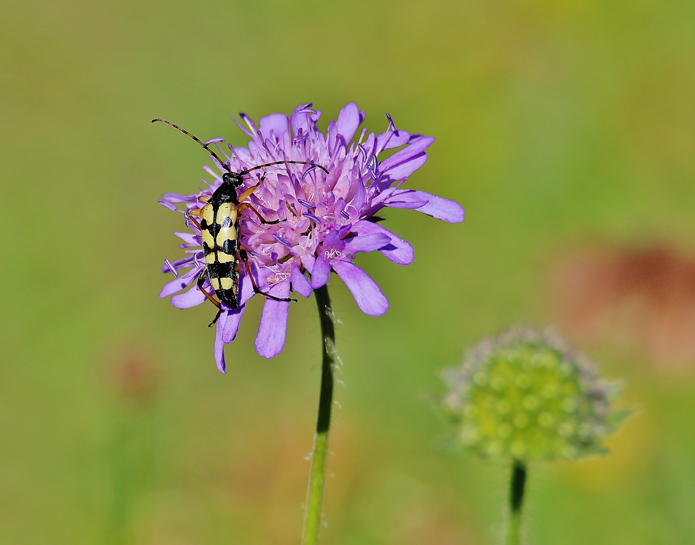 Sommerimpressionen 2020/ 20