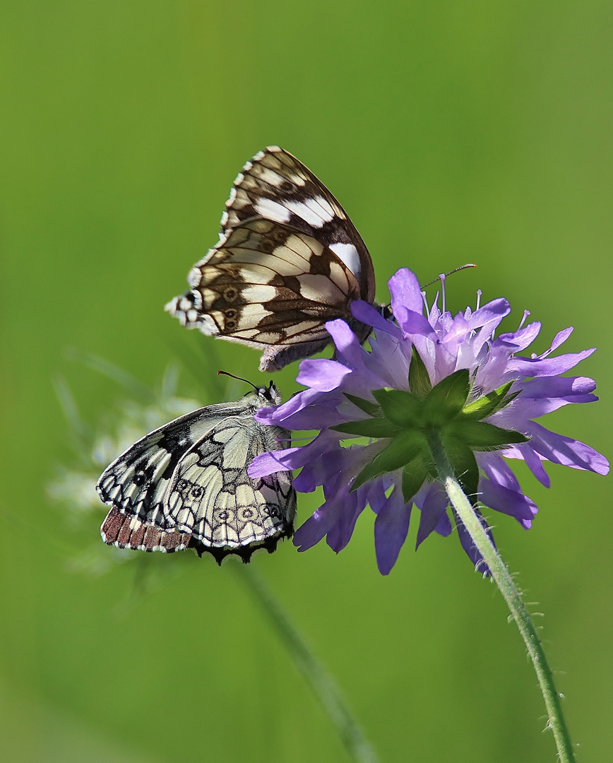 Sommerimpressionen 2020/ 8