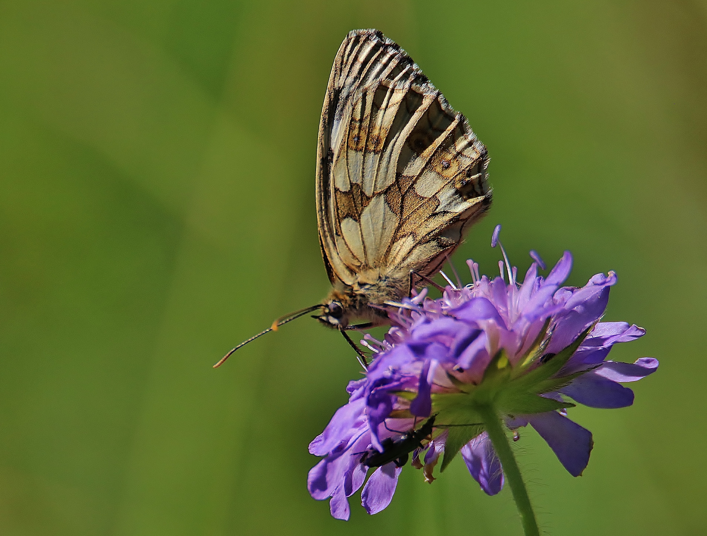 Sommerimpressionen 2020/ 9