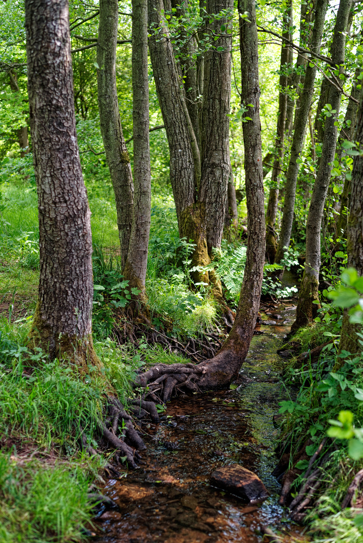 Sommerimpressionen am Bachlauf  (3)