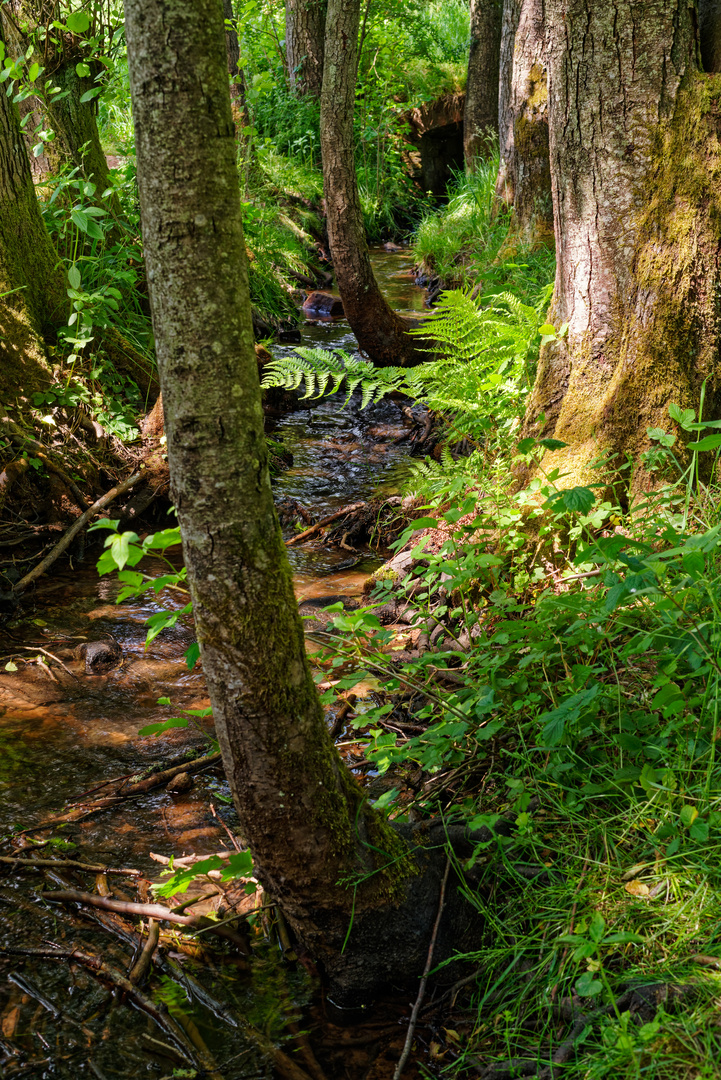 Sommerimpressionen am Bachlauf  (5)