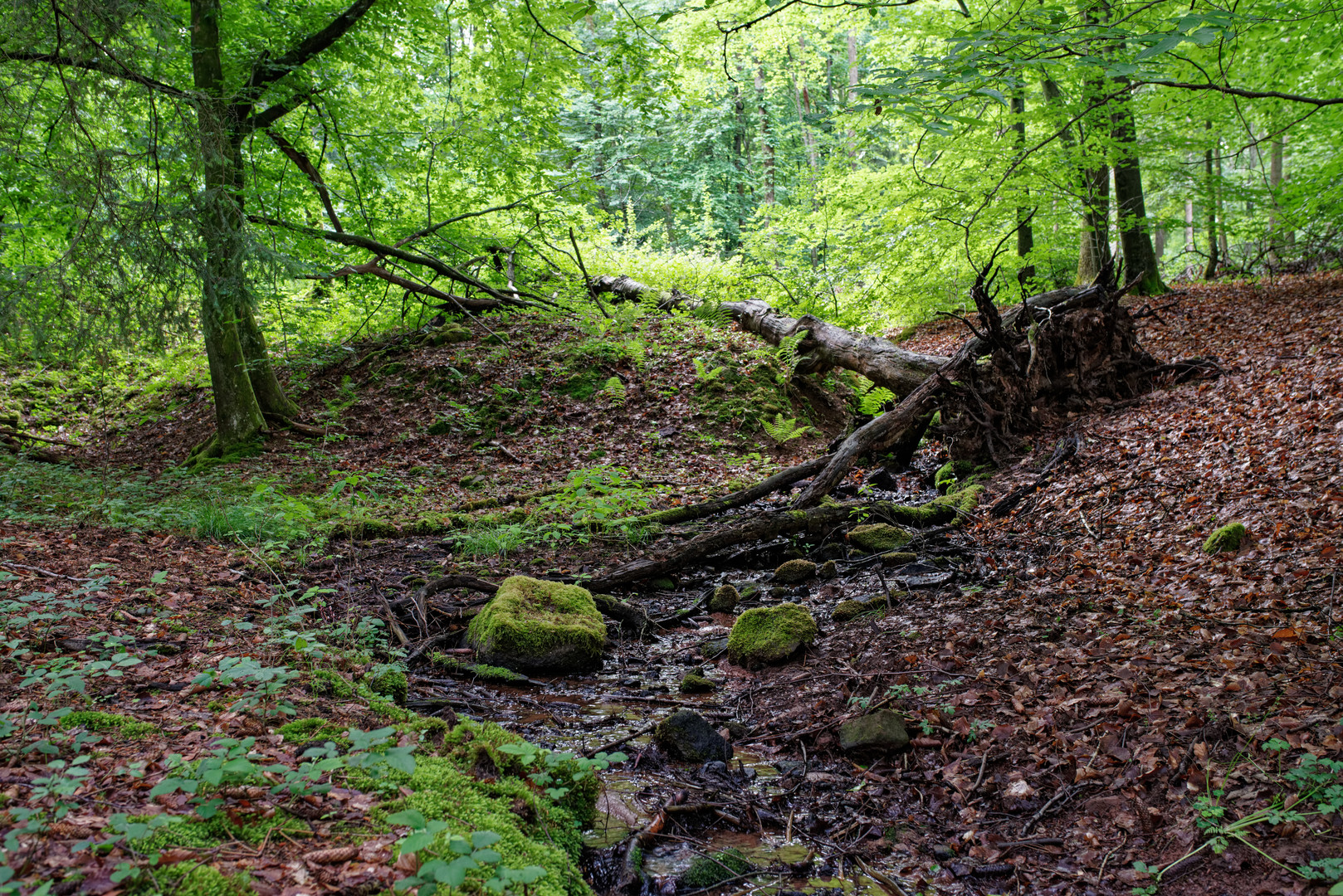 Sommerimpressionen am Bachlauf  (6)