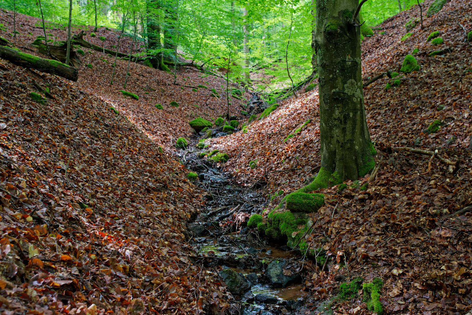 Sommerimpressionen am Bachlauf  (7)