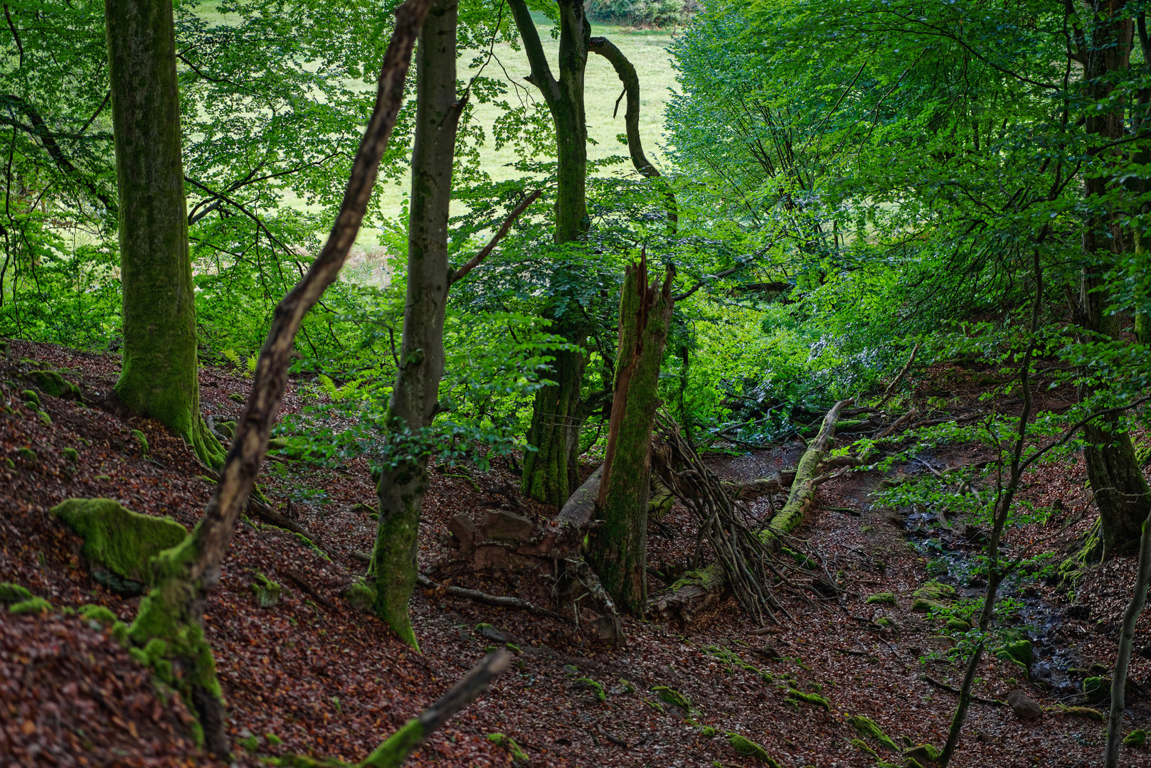 Sommerimpressionen am Bachlauf