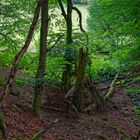 Sommerimpressionen am Bachlauf