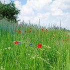 Sommerimpressionen am Feldrand