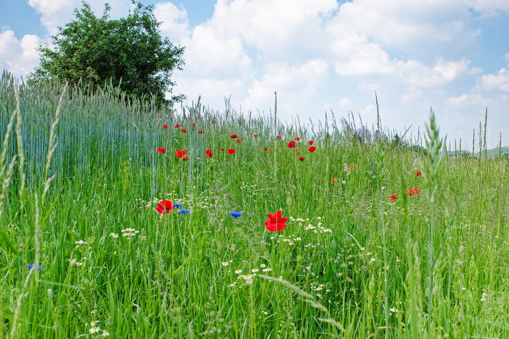 Sommerimpressionen am Feldrand