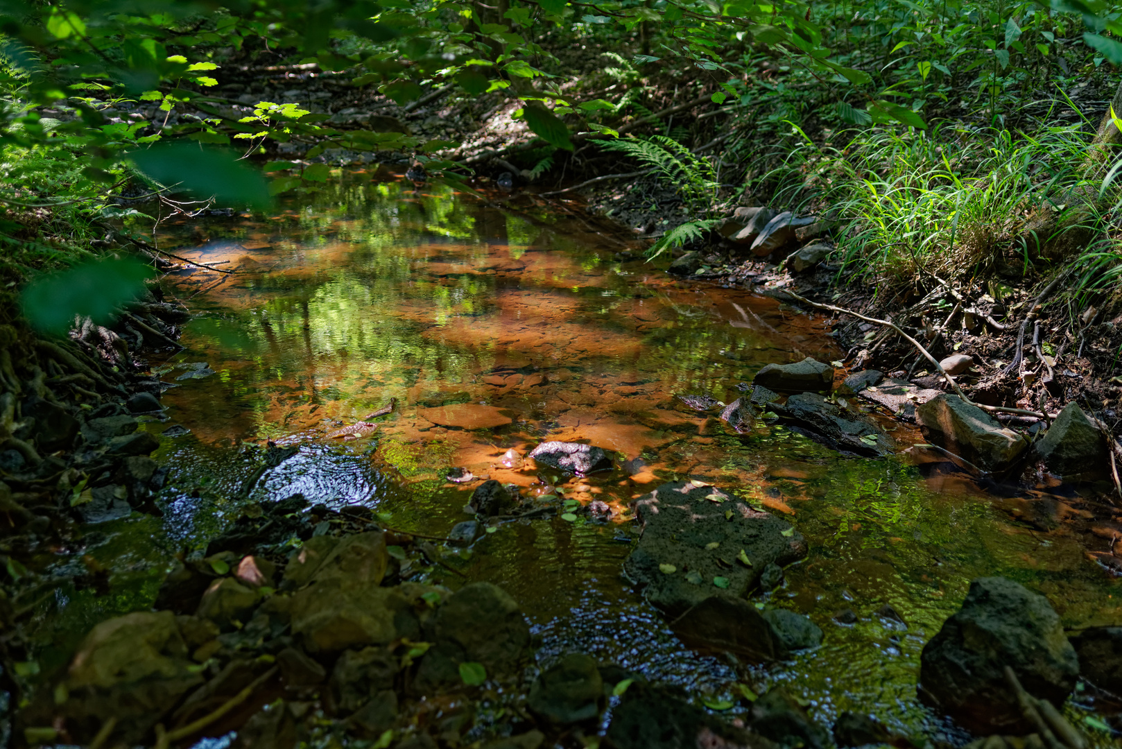 Sommerimpressionen am Netzbach