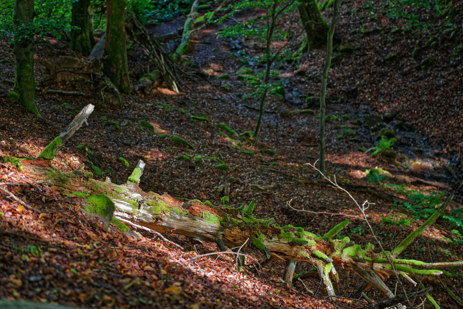 Sommerimpressionen am Waldbach