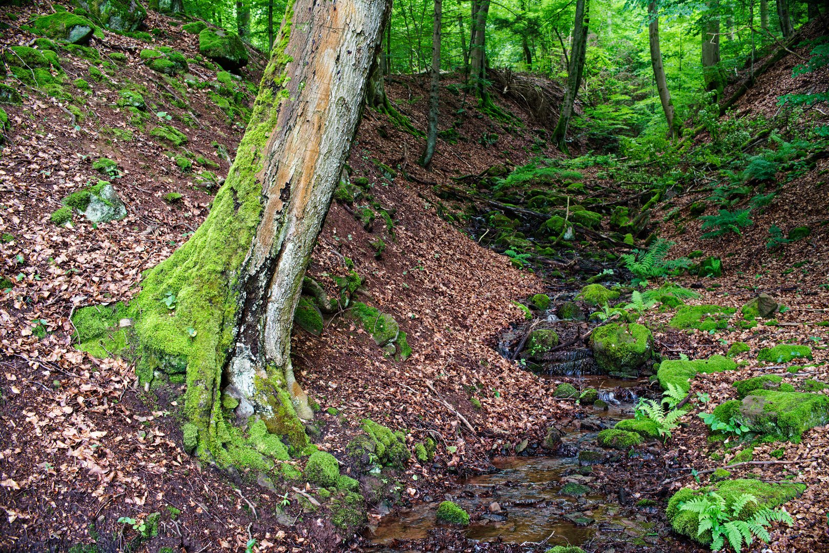 Sommerimpressionen am Waldbach