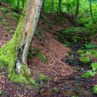 Sommerimpressionen am Waldbach