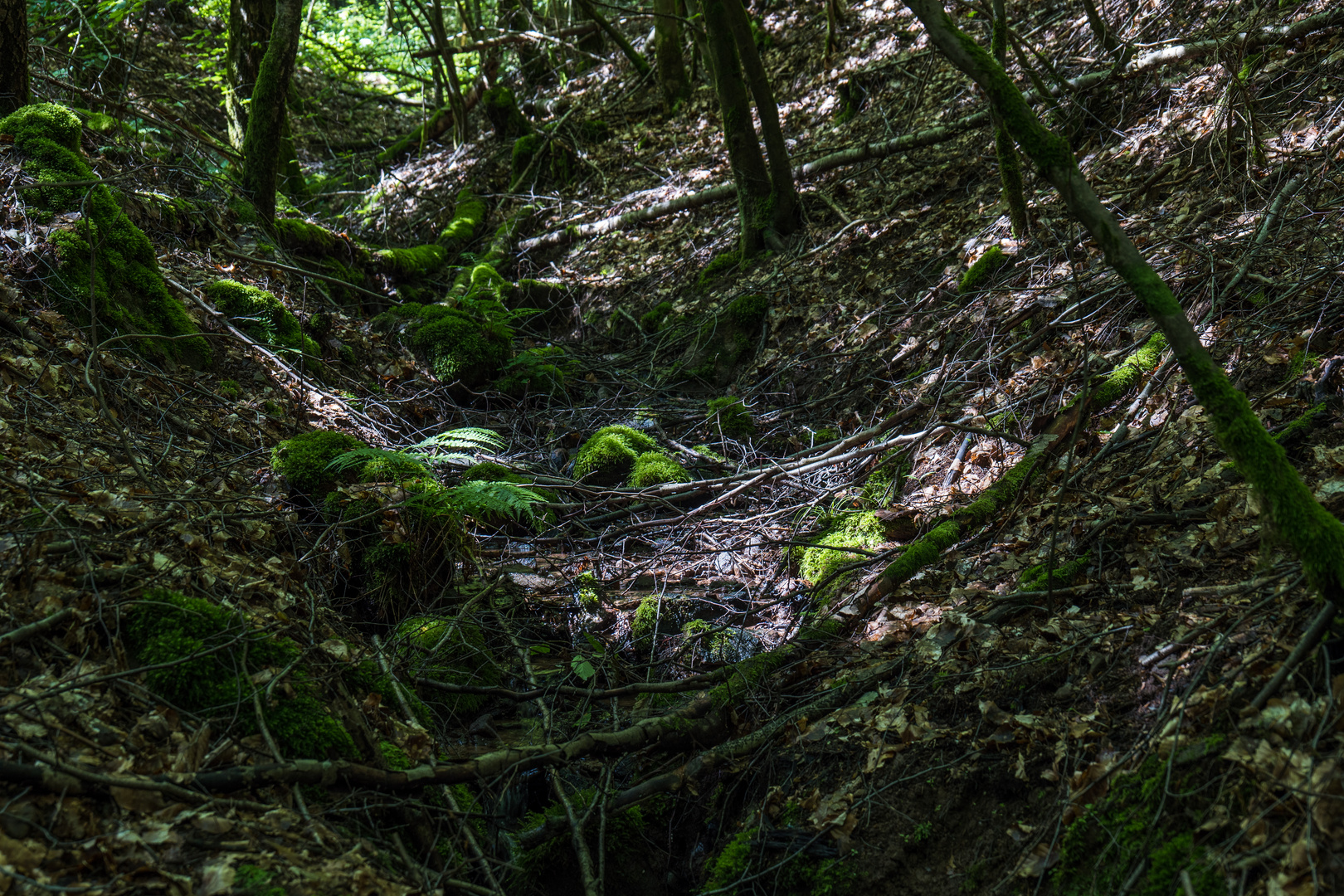 Sommerimpressionen am Waldbach