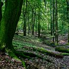 Sommerimpressionen am Waldbach