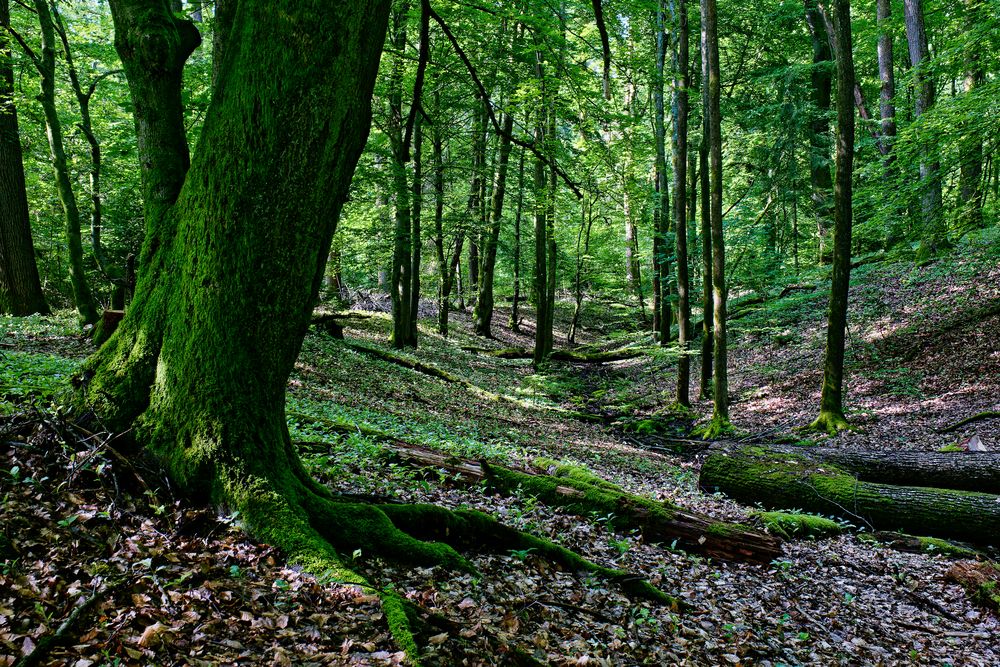 Sommerimpressionen am Waldbach