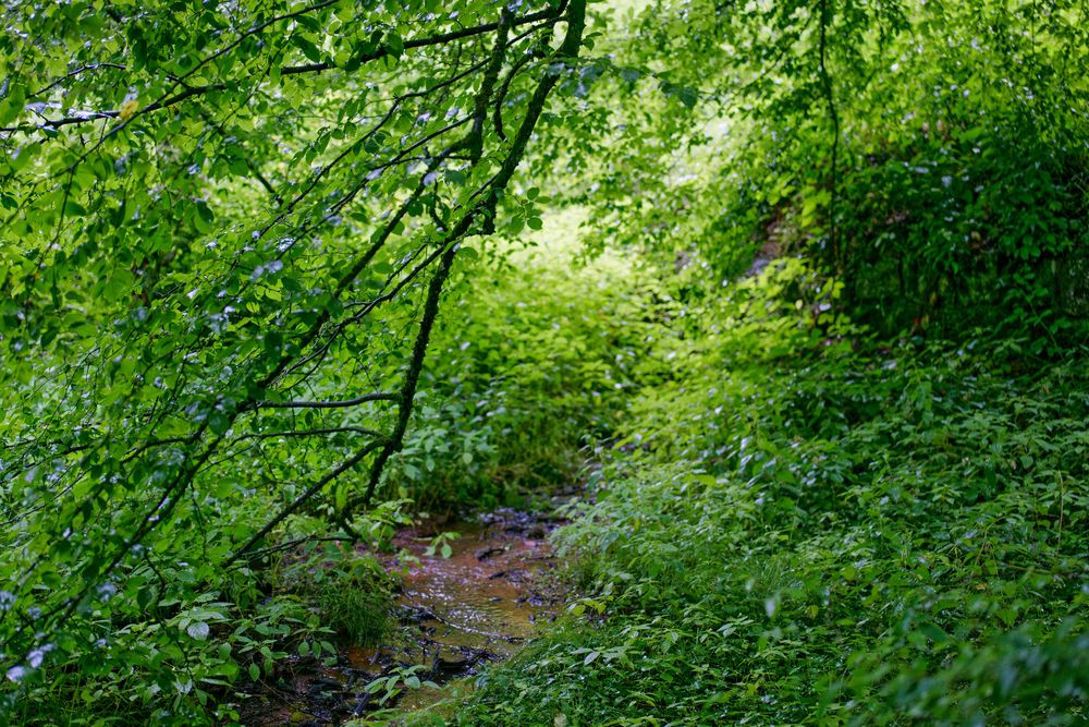 Sommerimpressionen am Waldbach